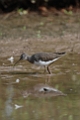 Green sandpiper